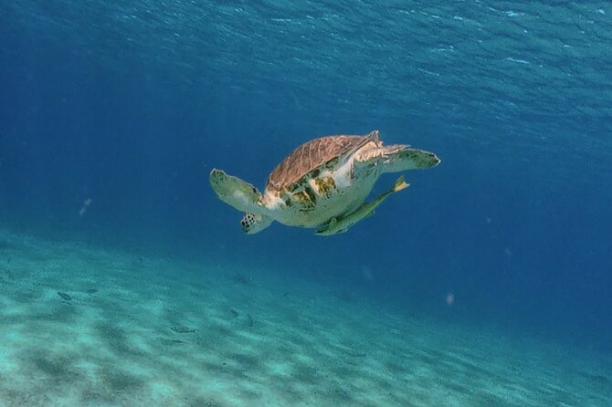 Turtles, Beach and Flamingo in Curacao Private photoshoot Tour - Grote Knip: Curacao’s Classic Beach Backdrop