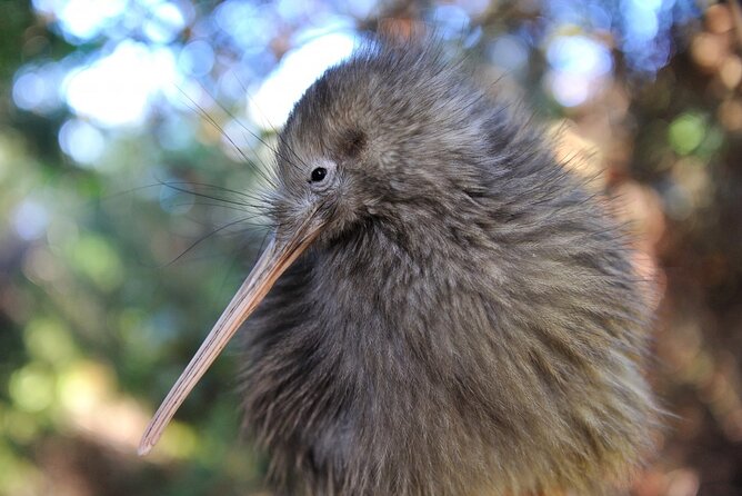 Twilight Wild Kiwi Bird Encounter Private Tour - Key points to know before booking