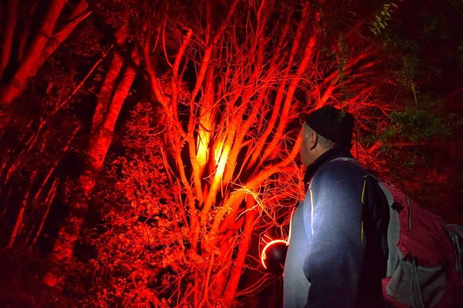 Twilight Wild Kiwi Bird Encounter Private Tour - Why this kiwi outing is special