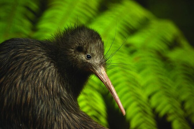 Twilight Wild Kiwi Bird Encounter Private Tour - Dinner beside the Matakana River