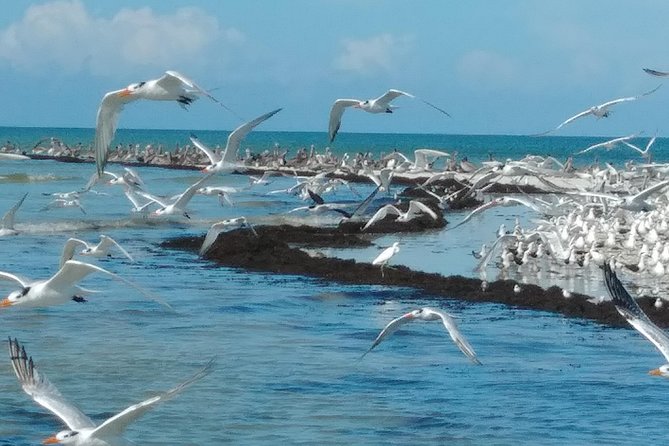 Two-Hour Everglades Dolphin, Manatee and Birding Boat Tour - What Two Hours Can Realistically Cover