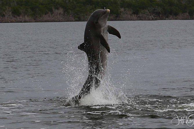 Two-Hour Everglades Dolphin, Manatee and Birding Boat Tour - Dolphins, Birds, and the Luck of the Tide