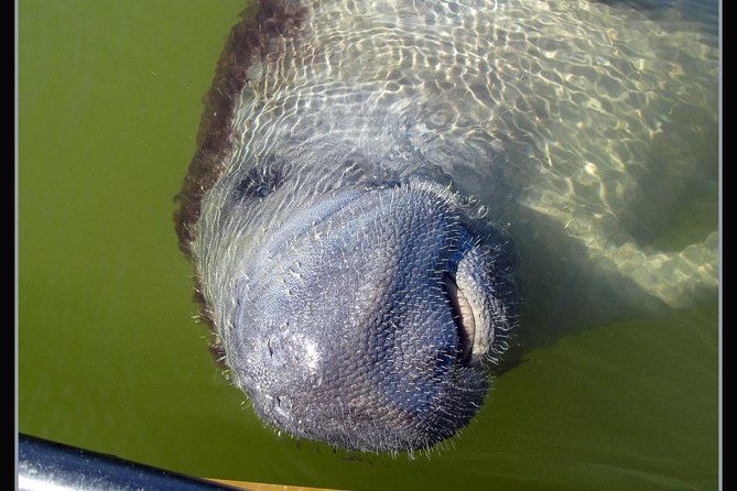 Two-Hour Everglades Dolphin, Manatee and Birding Boat Tour - Weather, Changes, and Cancellation