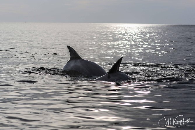 Two-Hour Everglades Dolphin, Manatee and Birding Boat Tour - Who Should Book This Everglades Trip?
