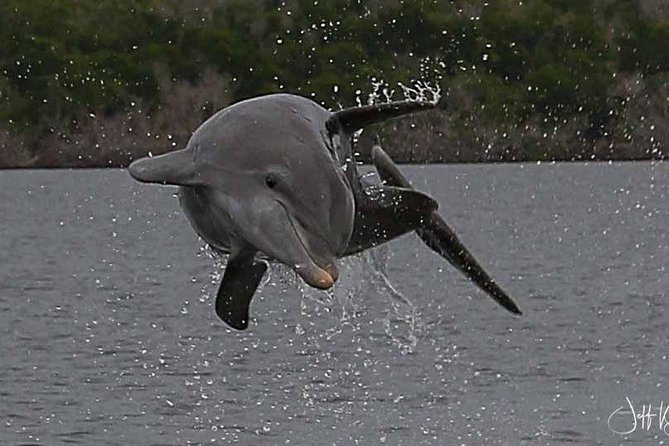 Two-Hour Everglades Dolphin, Manatee and Birding Boat Tour - Should You Book It?