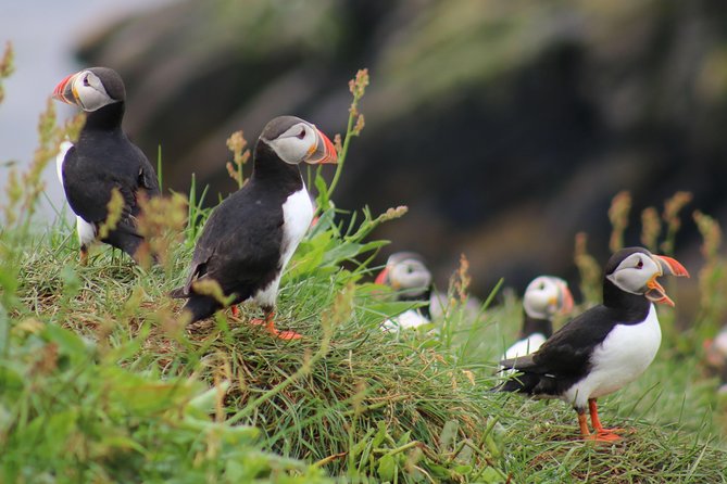 Two-In-One: Whale & Puffin Watching Tours from Reykjavik - Five things to know before you book