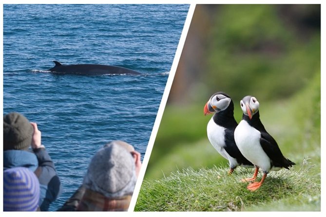 Two-In-One: Whale & Puffin Watching Tours from Reykjavik - The puffin boat and Lundey island