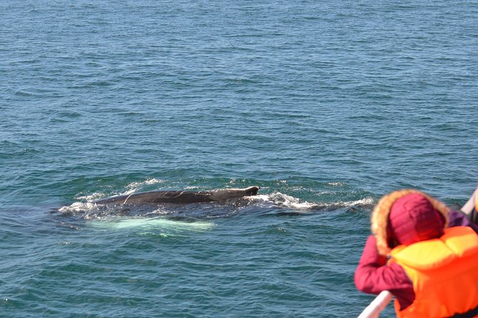 Two-In-One: Whale & Puffin Watching Tours from Reykjavik - Searching Faxaflói Bay for whales and dolphins