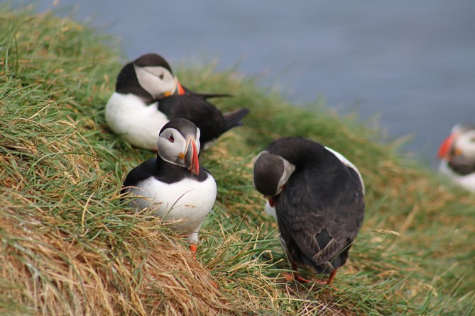 Two-In-One: Whale & Puffin Watching Tours from Reykjavik - Warm clothing, snacks, and rough-water comfort
