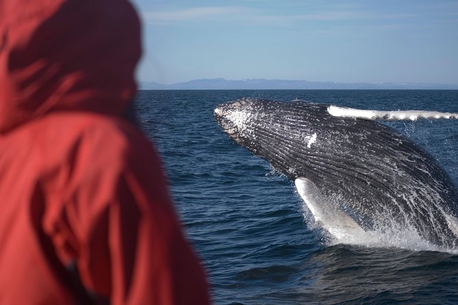 Two-In-One: Whale & Puffin Watching Tours from Reykjavik - What the price means at $140
