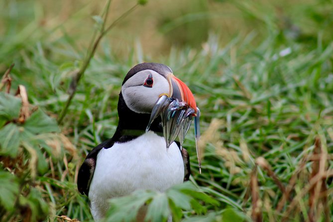 Two-In-One: Whale & Puffin Watching Tours from Reykjavik - Who will enjoy this combo most