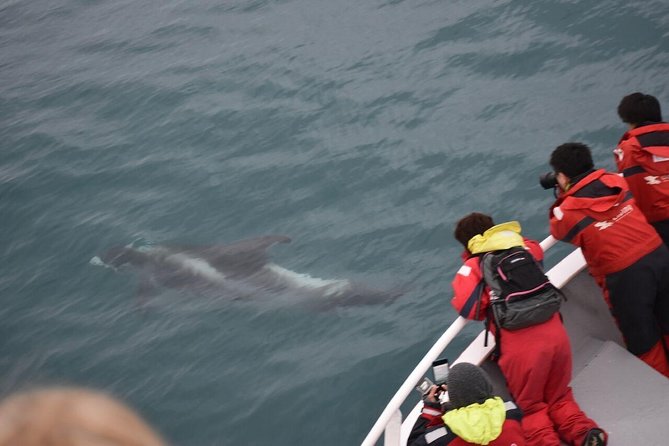 Two-In-One: Whale & Puffin Watching Tours from Reykjavik - A useful 90-minute pause in Reykjavik’s Old Harbour