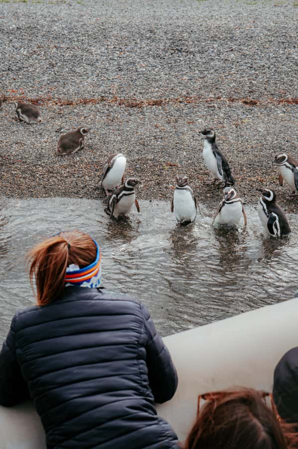USHUAIA: ALMANZA, THE SPIDER CRAB ROUTE & PENGUIN SIGHTING - Why this Puerto Almanza day is different