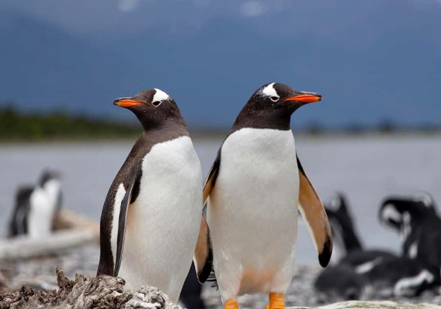USHUAIA: ALMANZA, THE SPIDER CRAB ROUTE & PENGUIN SIGHTING - Reaching Puerto Almanza and the centolla coast