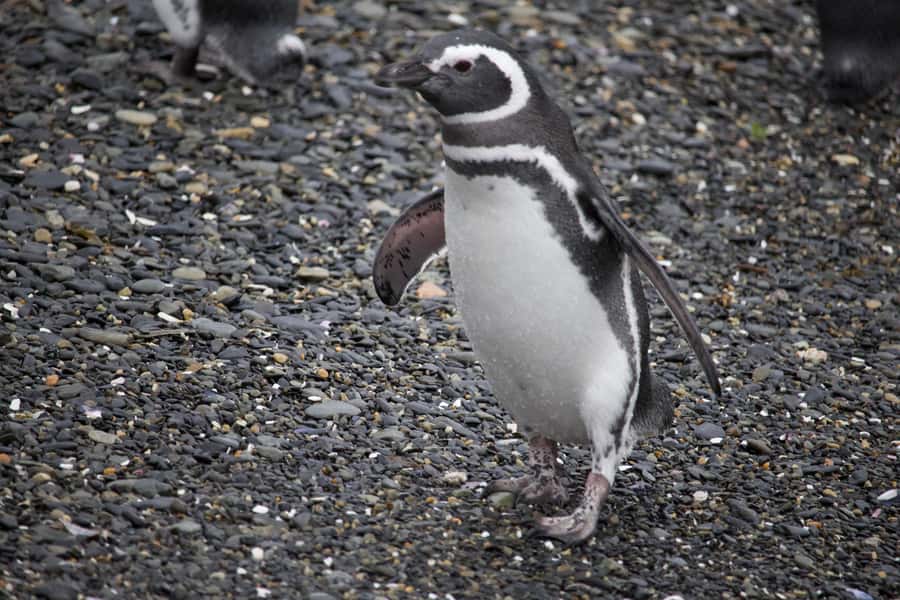 USHUAIA: ALMANZA, THE SPIDER CRAB ROUTE & PENGUIN SIGHTING - The 90-minute zodiac ride to the penguin island