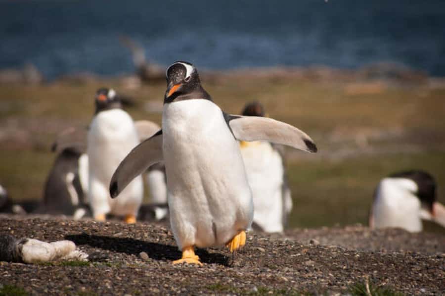 Ushuaia: Beagle Channel and Penguin Island - Leaving Ushuaia for the Beagle Channel