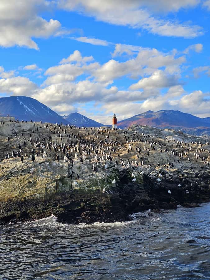 Ushuaia: Beagle Channel and Penguin Island - Bird Island: cormorants, skuas, and albatrosses