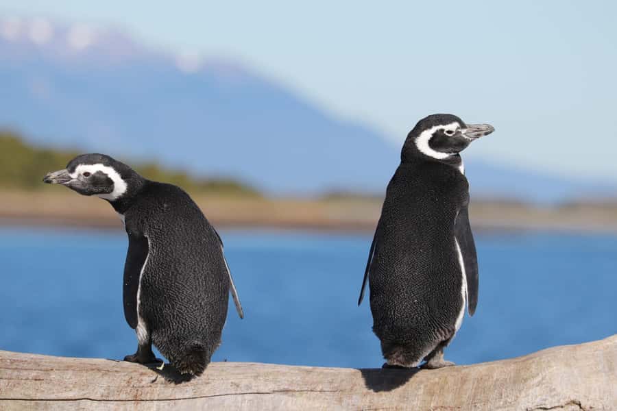 Ushuaia: Beagle Channel and Penguin Island - The first views across Ushuaia Bay
