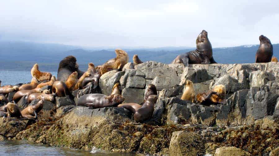 Ushuaia: Beagle Channel Boat Tour and Penguin Experience - Key things to know before booking