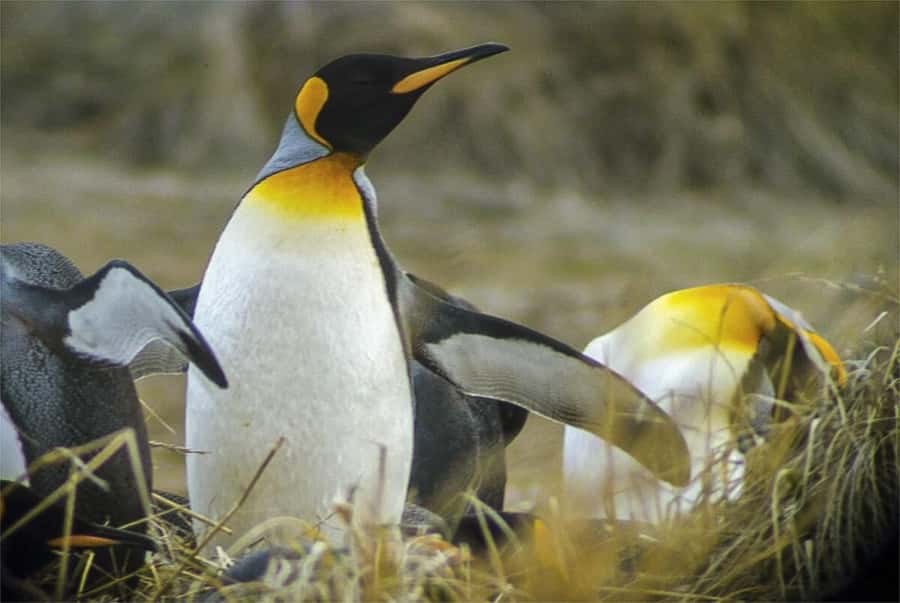 Ushuaia: Beagle Channel Boat Tour and Penguin Experience - Route 3, Route J, and Harberton Ranch