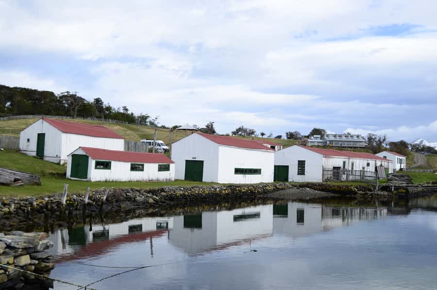 Ushuaia: Beagle Channel Boat Tour and Penguin Experience - Magellanic and Gentoo penguins up close