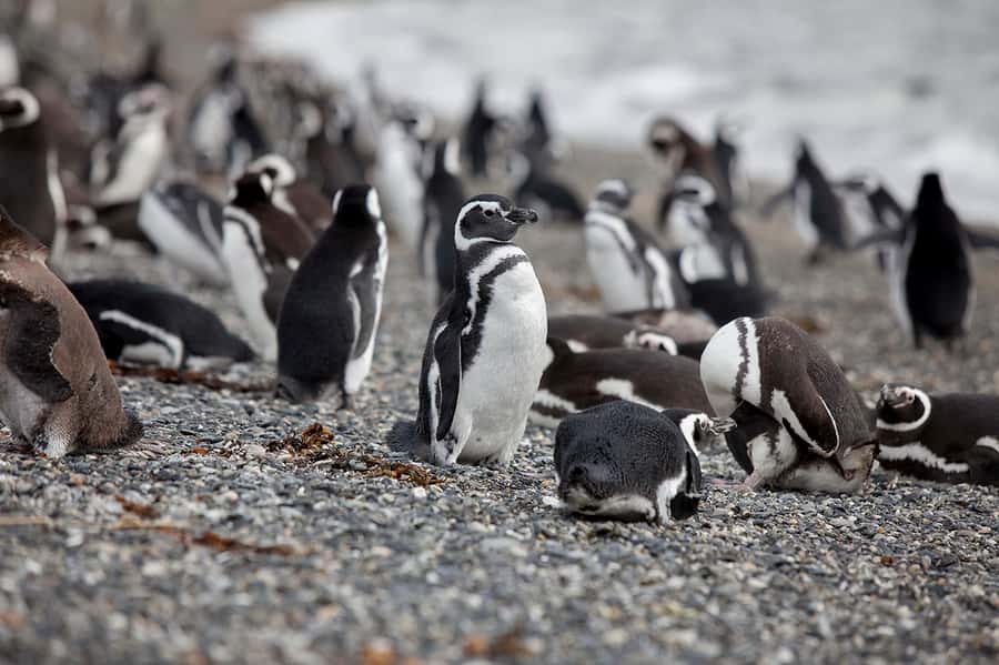 Ushuaia: Beagle Channel Boat Tour and Penguin Experience - Cruising the Beagle Channel
