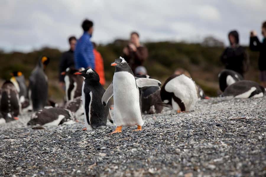 Ushuaia: Beagle Channel Boat Tour and Penguin Experience - Bird Island, Sea Lion Island, and Bridges Islands