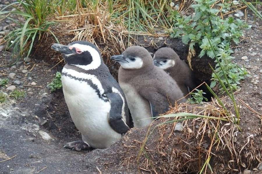 Ushuaia: Beagle Channel Penguin Colony Tour - Key points to know before booking