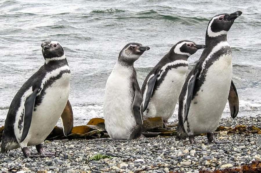 Ushuaia: Beagle Channel Penguin Colony Tour - Isla de los Lobos and the sea lions