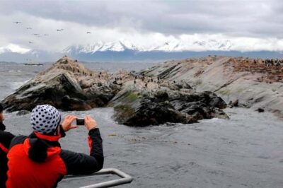 Beagle Channel Penguin Colony Tour