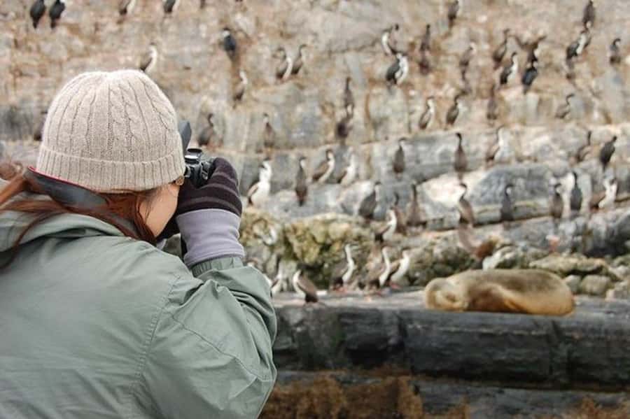 Ushuaia: Beagle Channel Penguin Colony Tour - Timing, group size, and practical comfort