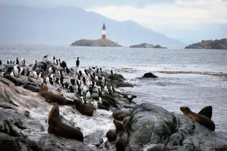 Ushuaia: Beagle Channel Penguin Colony Tour - Should you book the penguin colony tour?