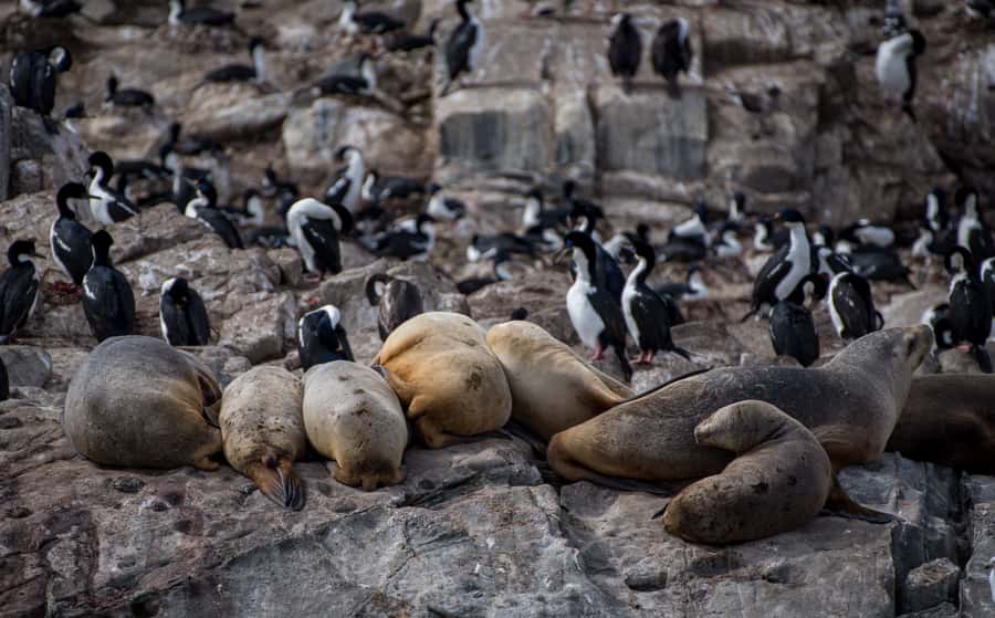Ushuaia: Catamaran Sailing to Penguin Island - Leaving Ushuaia at 3 p.m. for Beagle Channel