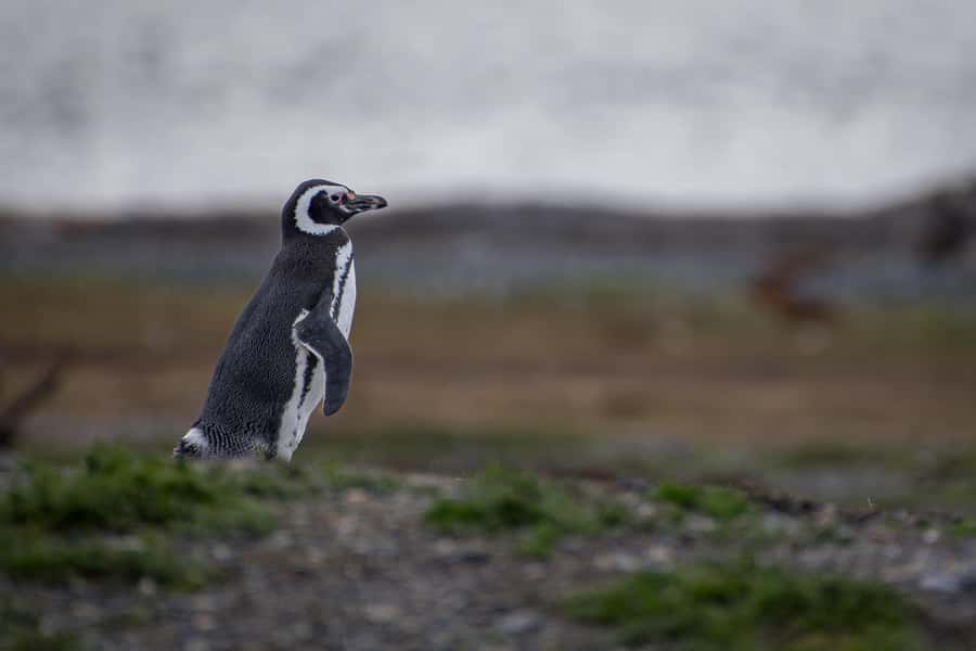 Ushuaia: Catamaran Sailing to Penguin Island - The long ride back through Tierra del Fuego