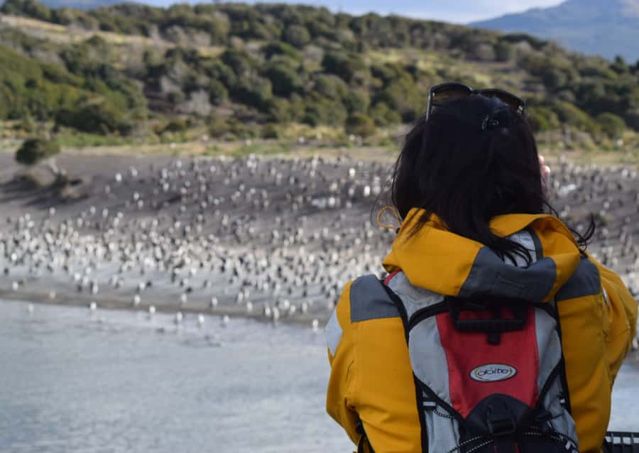 Ushuaia: Catamaran Sailing to Penguin Island - Sea Lion Island and the first wildlife stop
