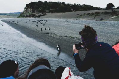 Gable Island and Penguin Colony with Lunch
