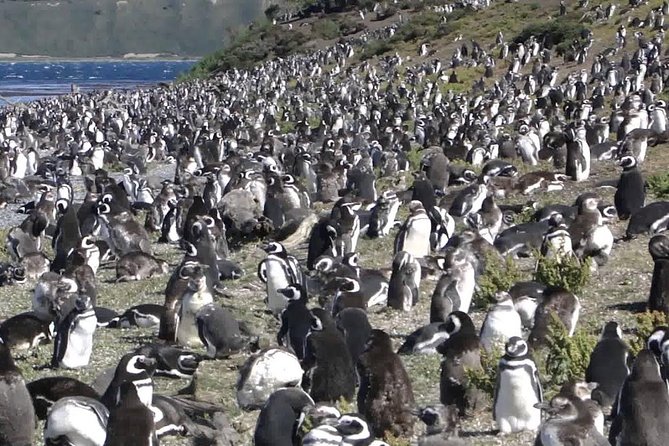 Ushuaia: Martillo Island and Walk Among Penguins Full-Day Tour - Why Martillo Island is worth the full day