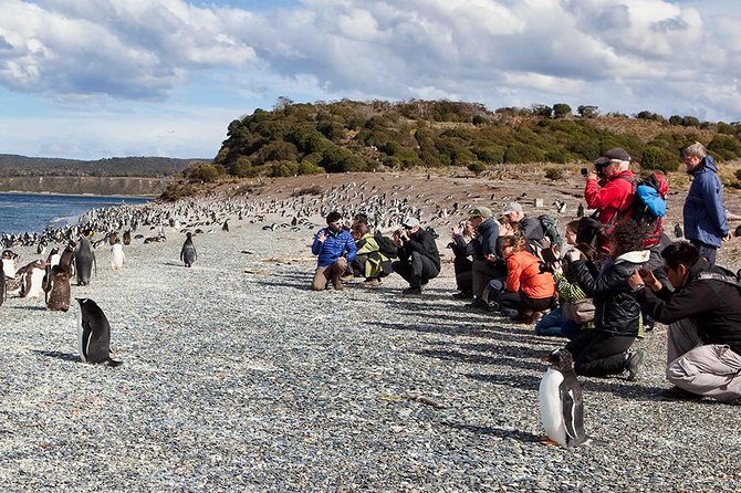 Ushuaia: Martillo Island and Walk Among Penguins Full-Day Tour - Bird Island brings constant movement