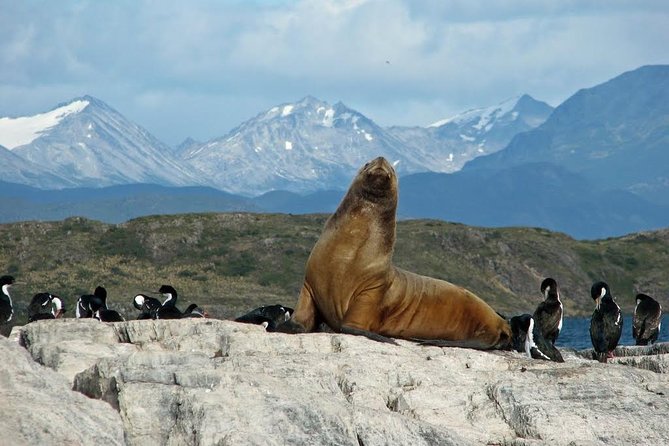 Ushuaia: Martillo Island and Walk Among Penguins Full-Day Tour - The Beagle Channel ride sets the tone