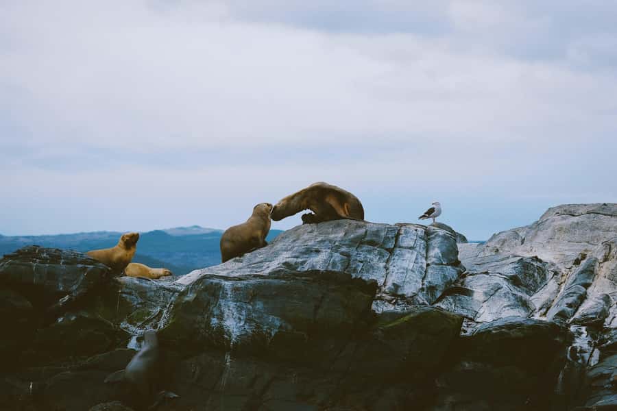 USHUAIA | Navigation: Sea Lions, Birds and Lighthouse - Leaving Ushuaia Bay for the Beagle Channel