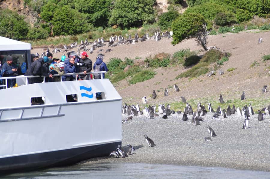 Ushuaia: Penguin Watching Tour by Catamaran - Starting at the Ushuaia tourist dock