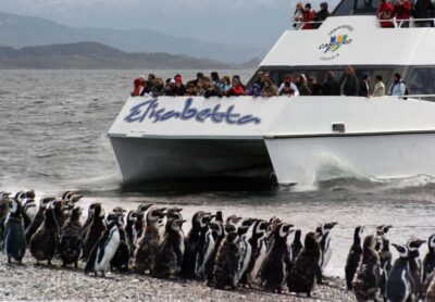 Penguin Watching Tour by Catamaran