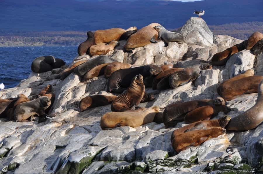 Ushuaia: Penguin Watching Tour by Catamaran - Les Eclaireurs Lighthouse and the Monte Cervantes story