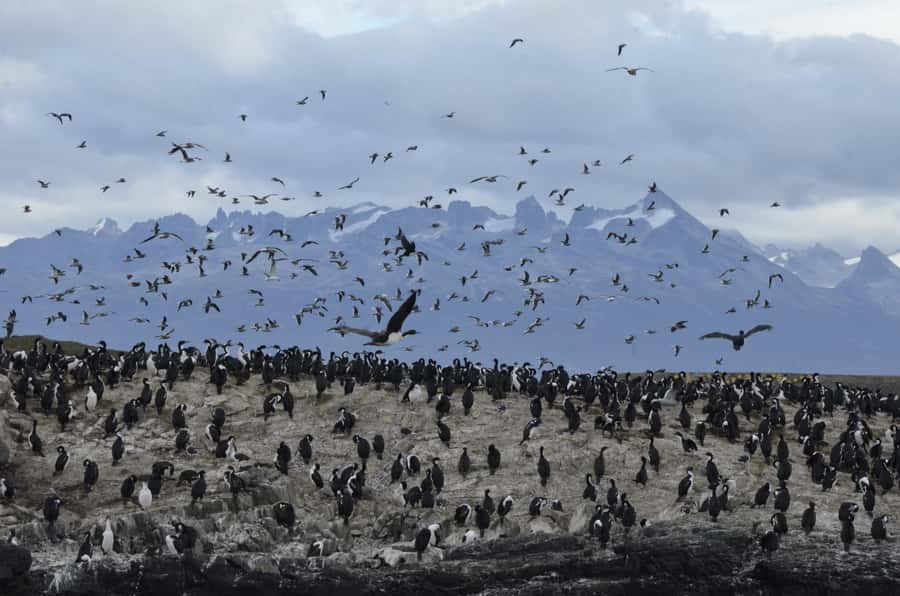 Ushuaia: Penguin Watching Tour by Catamaran - The long run east toward Puerto Almanza and Puerto Williams