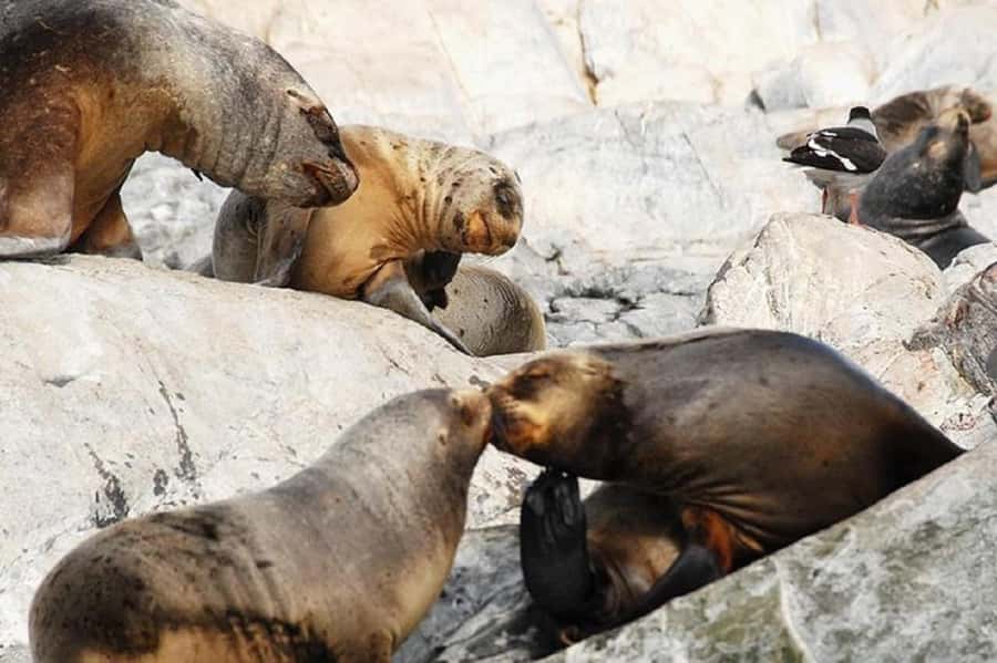 Ushuaia: Sailing Beagle Channel to the Penguin Colony - Los Lobos Island and the sea lions
