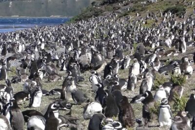 Sailing Beagle Channel to the Penguin Colony