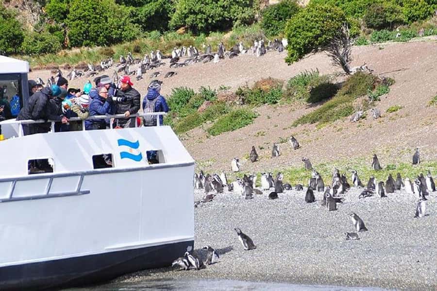 Ushuaia: Sailing Beagle Channel to the Penguin Colony - Los Pajaros Island and the seabirds