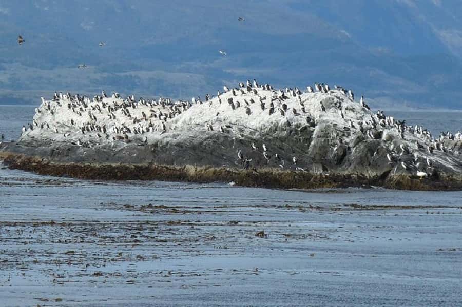 Ushuaia: Sailing Beagle Channel to the Penguin Colony - Les Eclaireurs Lighthouse and the classic postcard view