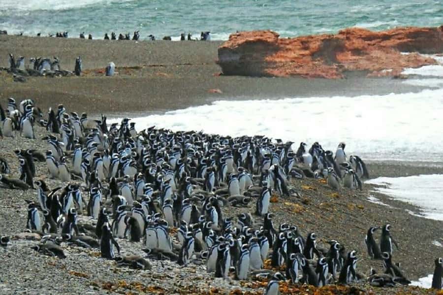 Ushuaia: Sailing Beagle Channel to the Penguin Colony - Is $205 a fair price?