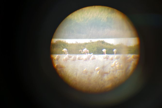 Vendicari - Sicily's best coast nature reserve ( Birdwatching & Archeology ) - Marshes where flamingos stop